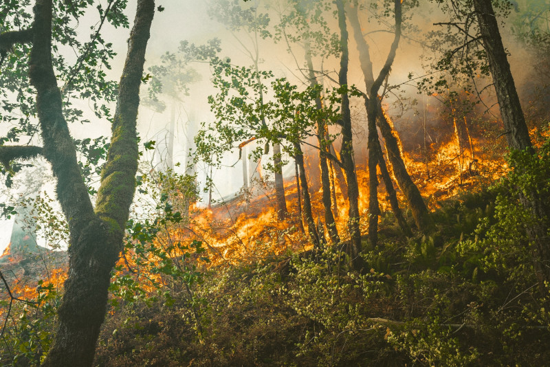 incendios.jpg