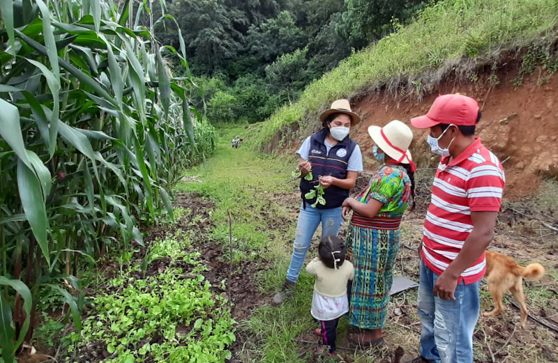 13-GUATEMALA_2020_Proyecto-horticola-para-luchar-contra-desnutricion-de-ninos-Quic.jpeg 13-GUATEMALA_2020_Proyecto-horticola-para-luchar-contra-desnutricion-de-ninos-Quic.jpeg