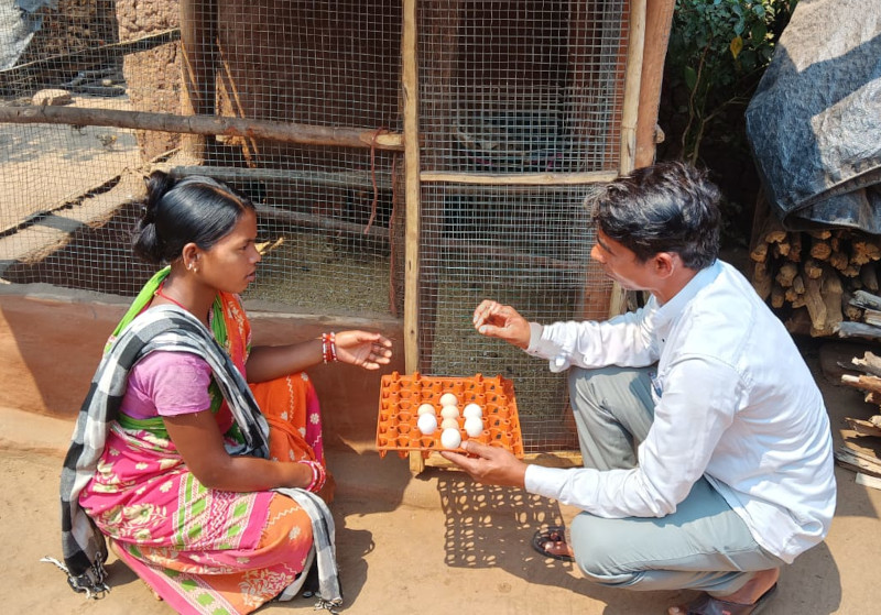 gallinas-india-formacion.jpeg