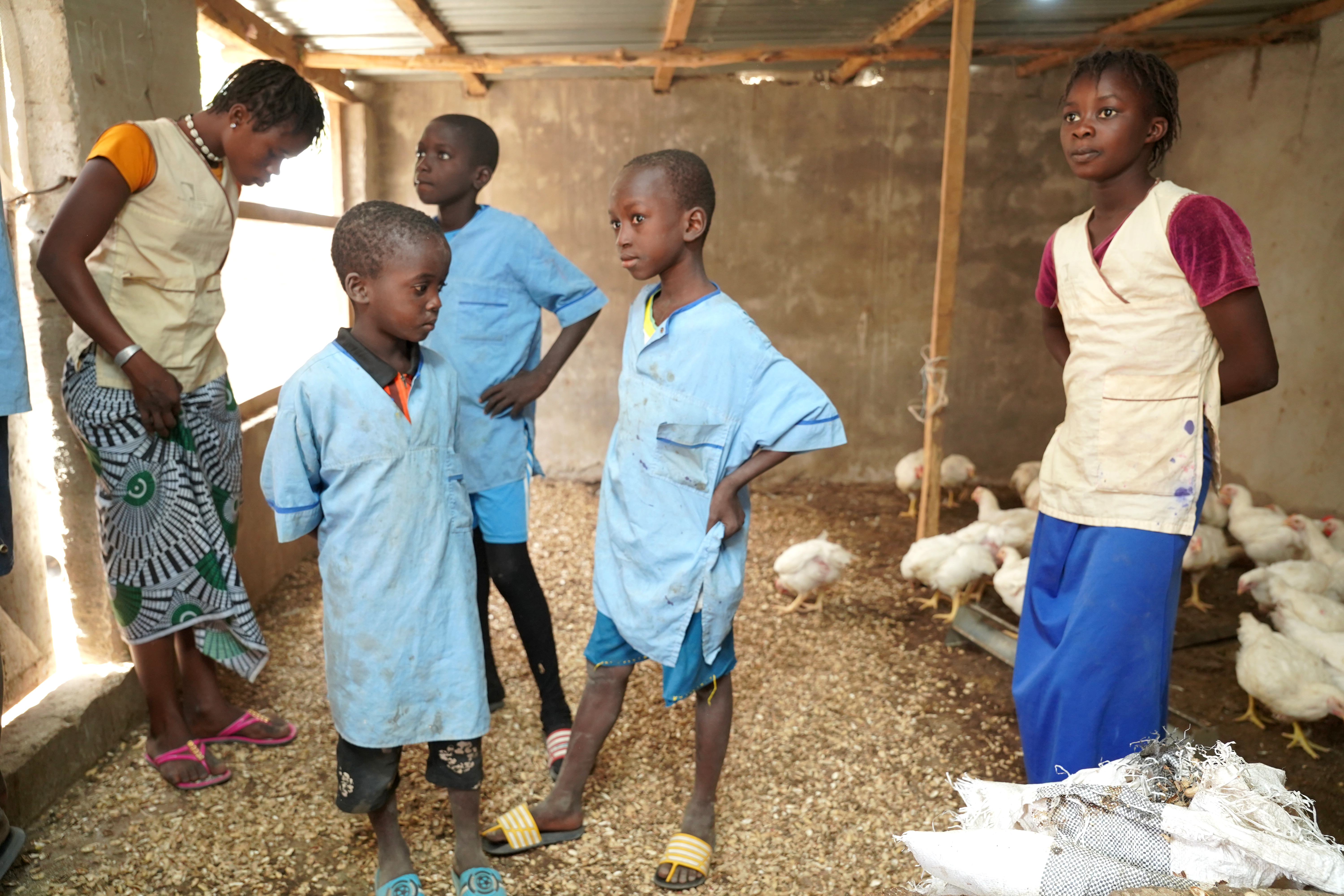 gallinas-senegal-(2).JPG